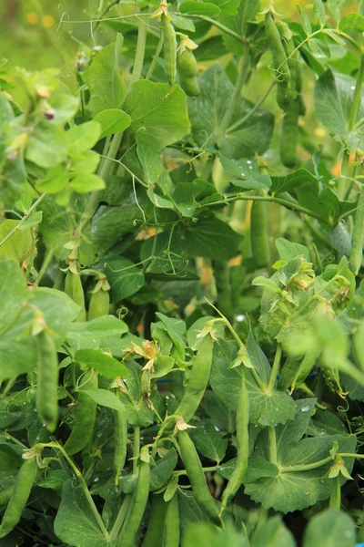 Pea plant from small garden — Stock Photo, Image