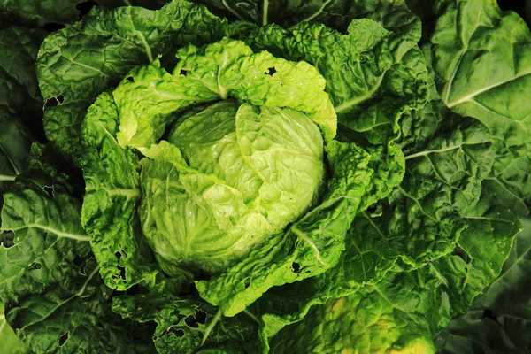 Cabbage plant — Stock Photo, Image