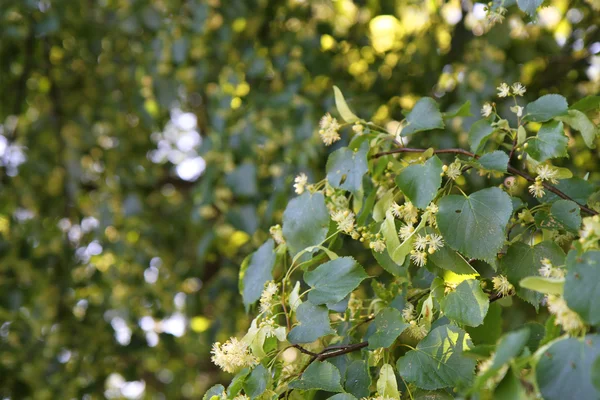 Basswood blommor bakgrund — Stockfoto