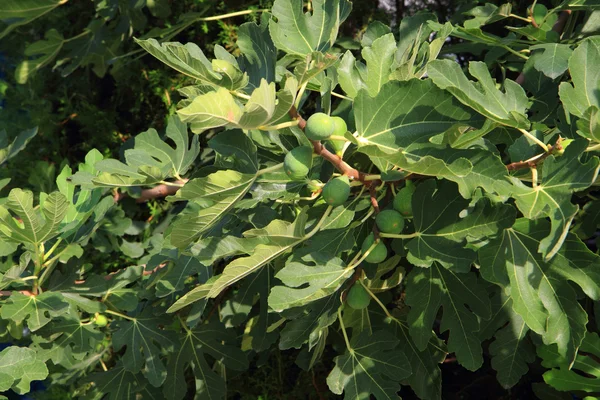 Piante di fico naturali — Foto Stock