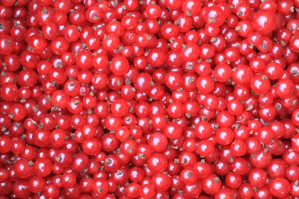 Red currant background — Stock Photo, Image