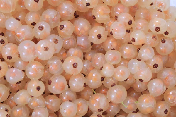 White currant background — Stock Photo, Image