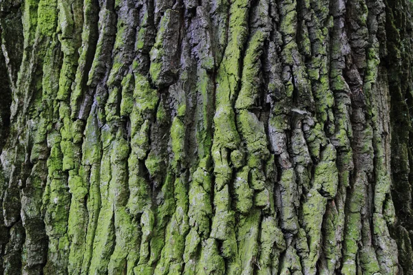 Textura de casca de carvalho — Fotografia de Stock