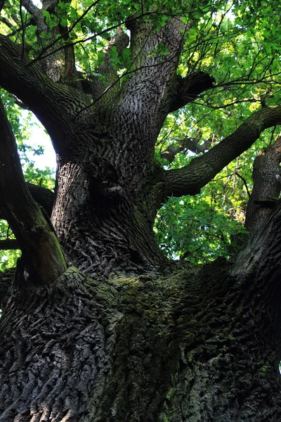 Old oak tree — Zdjęcie stockowe