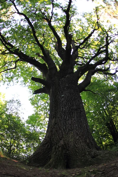 Old oak tree — Stock Photo, Image