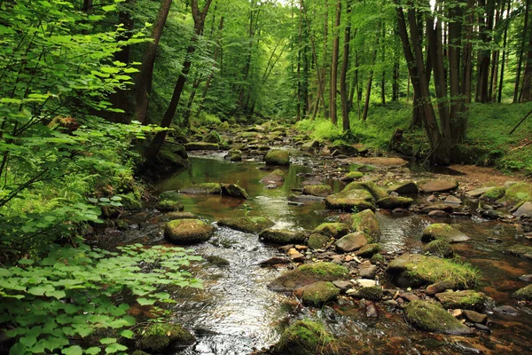 River in the spring forest — Stock Photo, Image