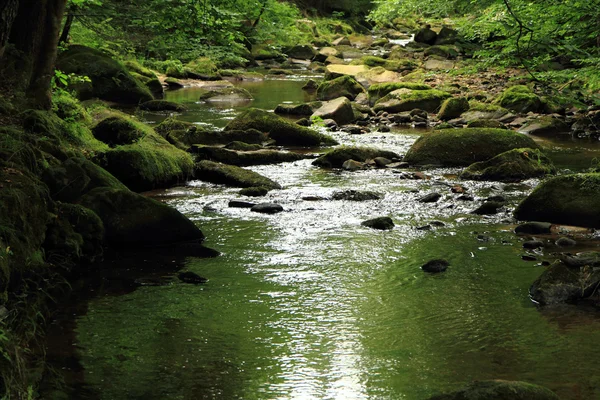 Rivière dans la forêt de printemps — Photo
