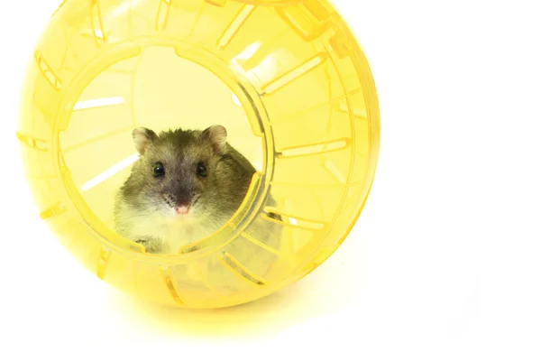 Dzungarian mouse in the yellow sphere — Stock Photo, Image
