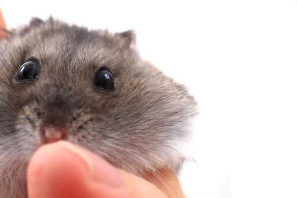 Ratón dzungariano — Foto de Stock