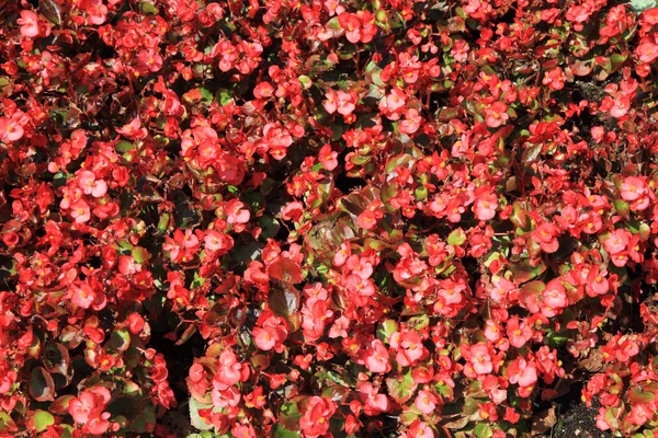 Flores rojas desconocidas fondo — Foto de Stock