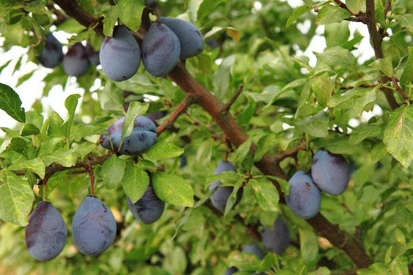 Plum tree detail — Stock Photo, Image