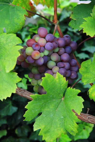 Uvas rojas —  Fotos de Stock