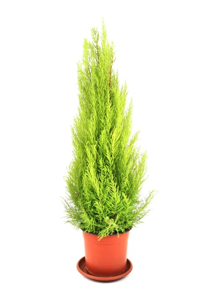 Green thuja tree — Stock Photo, Image