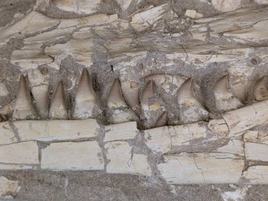 tarih öncesi köpek balığı dişleri fosil olarak güzel bir arka plan