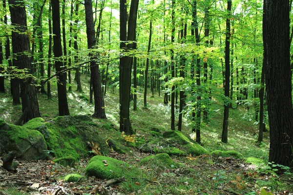 Pequena floresta checa — Fotografia de Stock