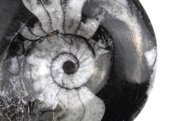 Ammonitský fosilních — Stock fotografie