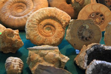 ammonites fosil arka plan