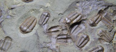 trilobite fossil as very nice background clipart