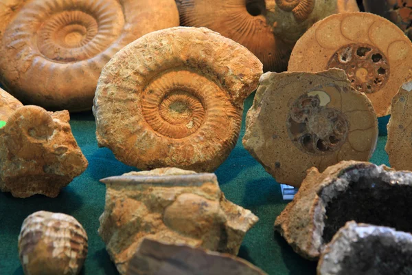 Ammonites fond fossile — Photo