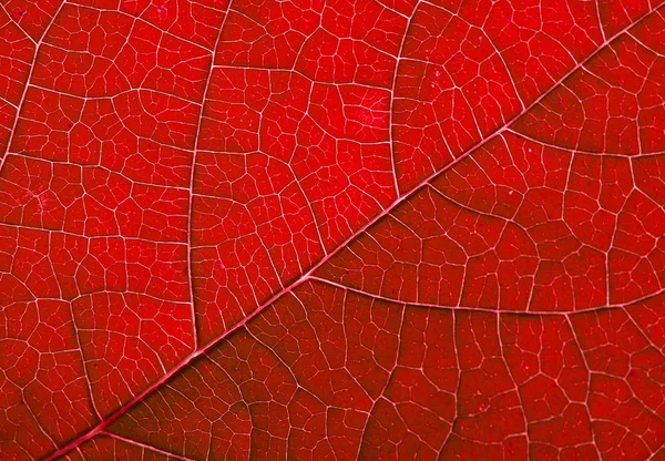 Κόκκινο φθινόπωρο φόντο φύλλο — Φωτογραφία Αρχείου
