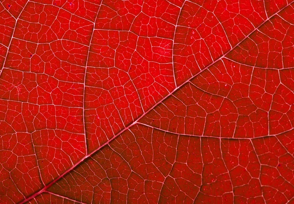 Red autumn leaf background — Stock Photo, Image