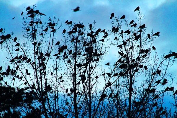 Cuervos en el cielo — Foto de Stock