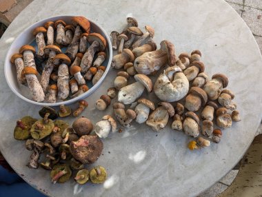 czech edible mushrooms from the near forest as nice background