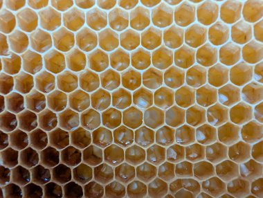 Czech cumhuriyetindeki küçük ev çiftliğinden bal peteği dokusu