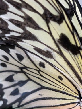 Yeşil bahçede luconoe kelebeği fikri