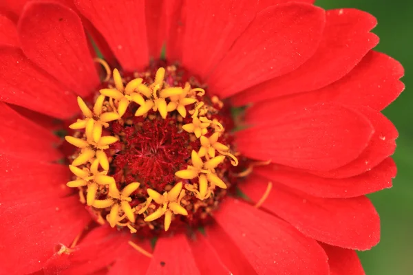 Rode bloem detail — Stockfoto