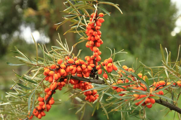sea buckthorn plant with fruits