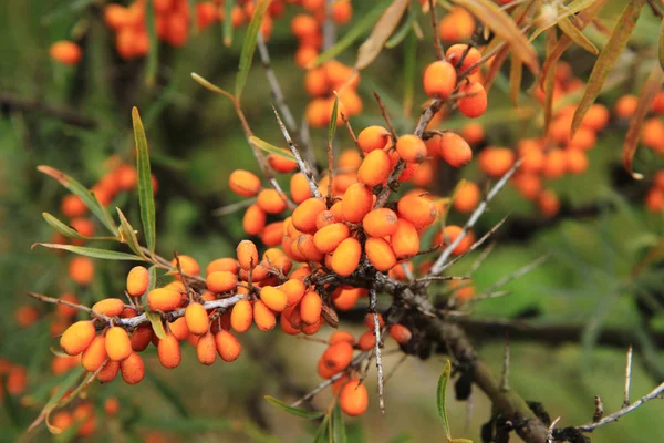 Pianta olivello spinoso con frutti — Foto Stock