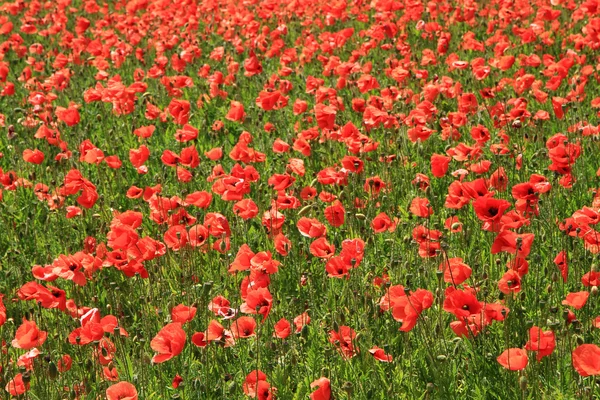 Poppy flowers field — Stock Photo, Image