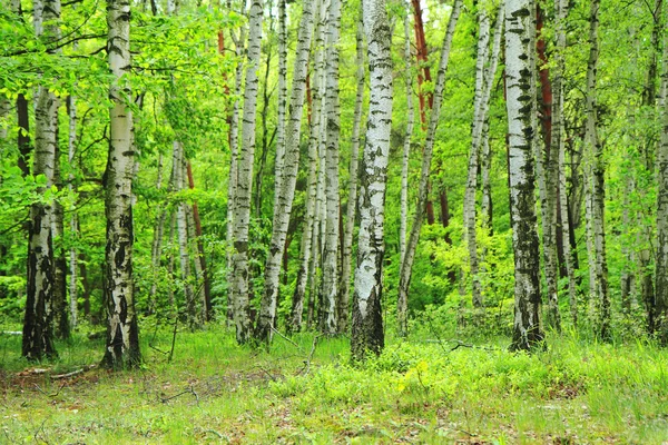 봄 녹색 체코 숲 — 스톡 사진