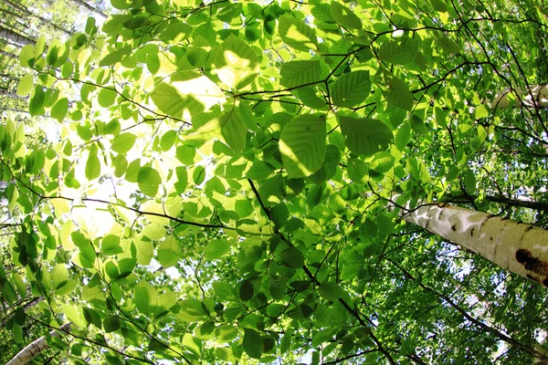 Spring green czech forest — Stock Photo, Image