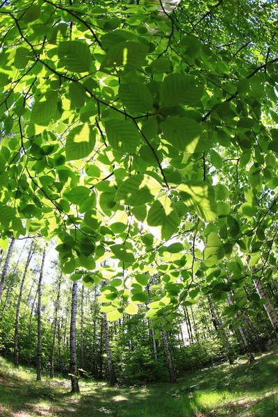 봄 녹색 체코 숲 — 스톡 사진