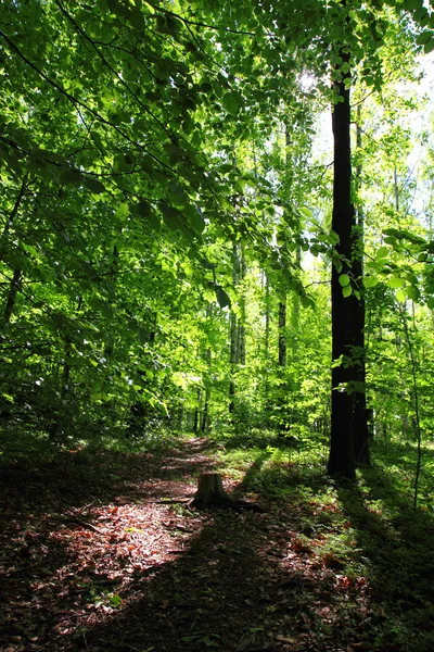 Primavera verde bosque checo — Foto de Stock