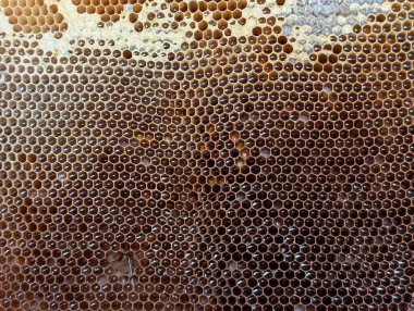Czech cumhuriyetindeki küçük ev çiftliğinden bal peteği dokusu