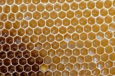 Czech cumhuriyetindeki küçük ev çiftliğinden bal peteği dokusu