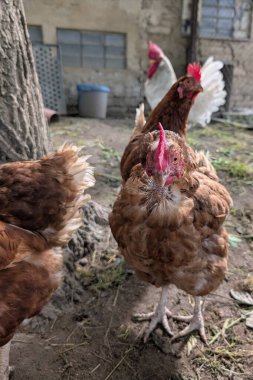 Küçük çiftlikteki eski güzel tavuklar