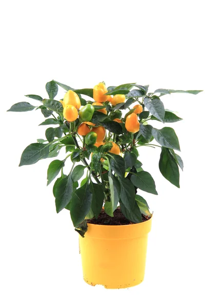 Planta de pimentão isolado amarelo — Fotografia de Stock