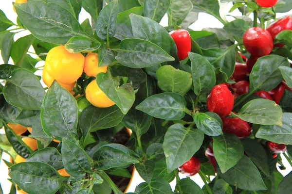 红色和黄色辣椒植物离体 — 图库照片