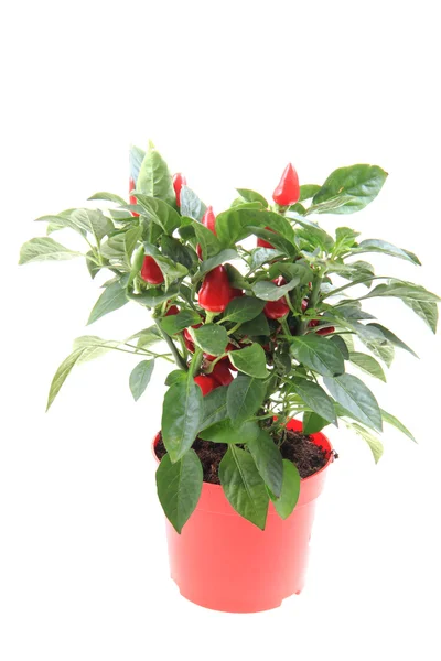 Rode chili plant geïsoleerd — Stockfoto