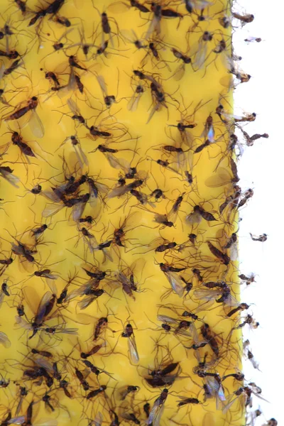 捕蝇纸作为简单的背景 — 图库照片