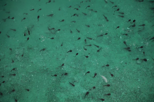 Kikkervisjes in het groene water — Stockfoto