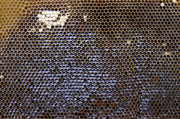 蜜蜂蜡与蜂蜜纹理 — 图库照片