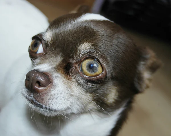 Chihuahua marrom e branco — Fotografia de Stock
