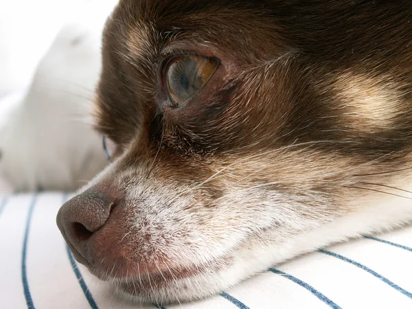 Chihuahua marrom e branco — Fotografia de Stock