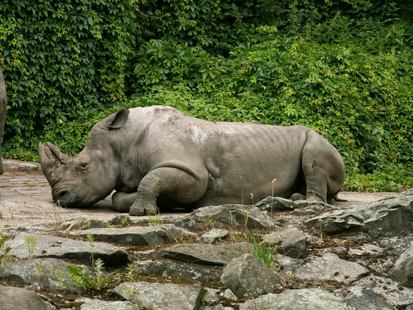 Rhinoceros on the rock place — Stock Photo, Image