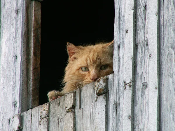 Kat in het raam — Stockfoto